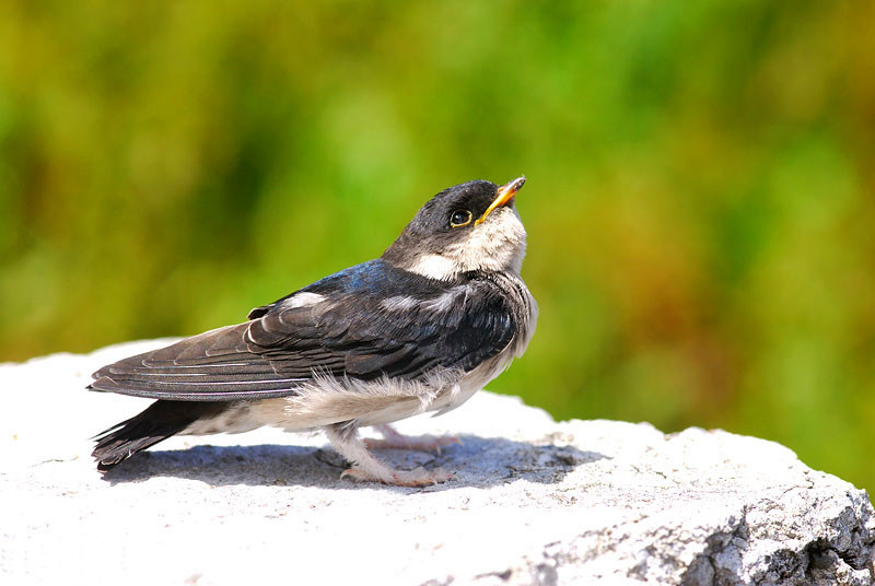 image Asian House-Martin